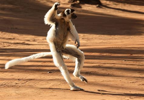 Lemur-sifaka-dancing-1024x711 - Original World Travel : Original World ...