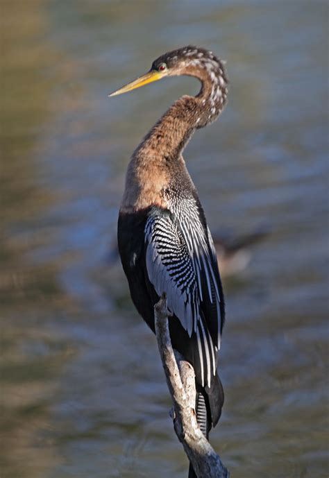 Anhinga - Anhinga - Wikimedia Commons : Any bird of the genus anhinga.