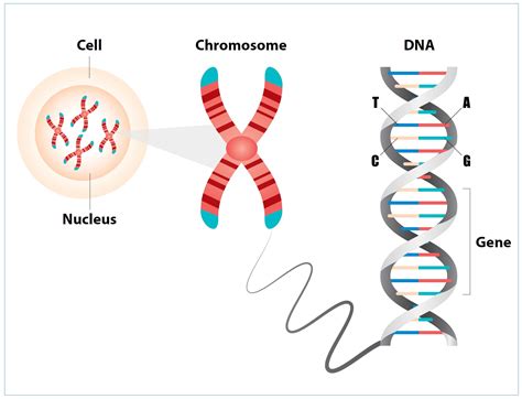 Genetic Testing