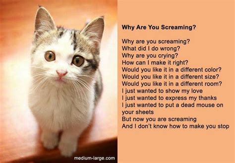 Pin by Holly Mac Neil on kitties | Cat poems, Cats, Cat talk