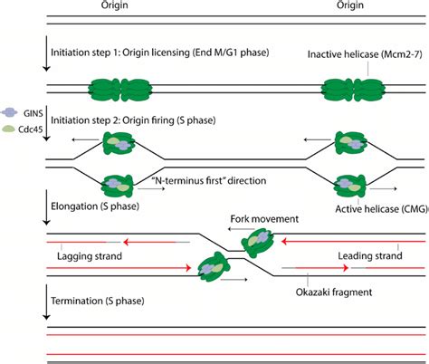 Dna Replication Model