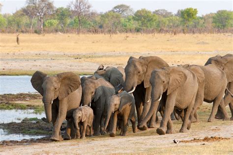 Understanding elephant migration in the world’s largest transfrontier ...