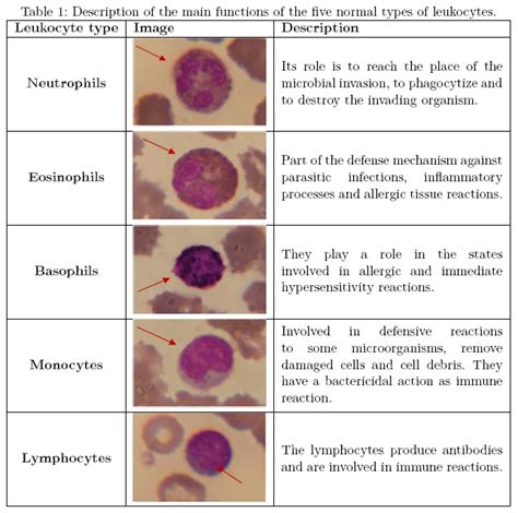 Types Of Leukocytes