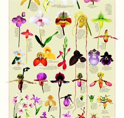 Orchids: Types of Orchids