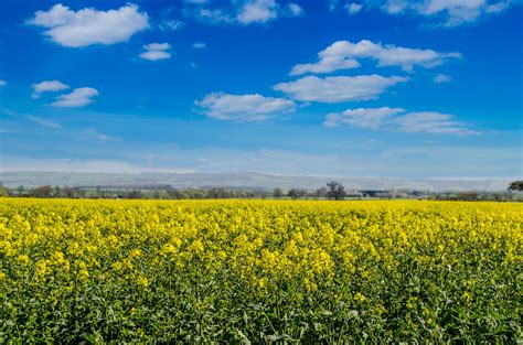 Flowers Meadow And Blue Sky Free Stock Photo - Public Domain Pictures