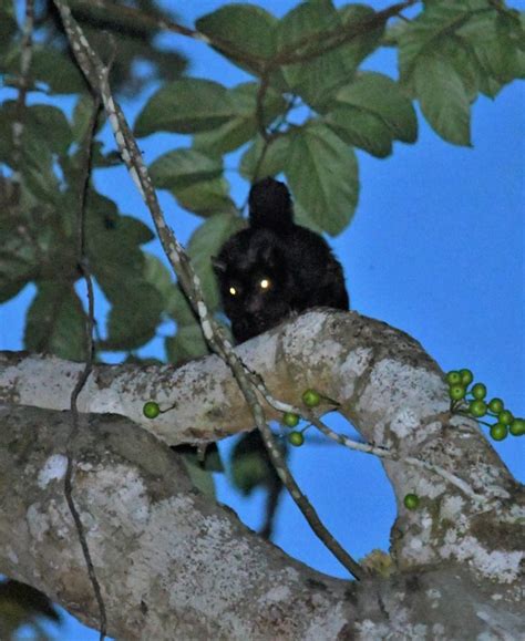 Black-Flying Squirrel feeding on figs ? – THE FIGS OF BORNEO