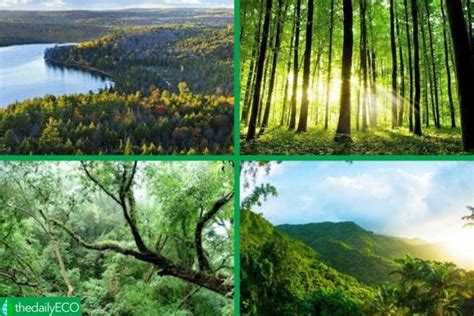 Different Types of Forests - Examples of Forest Types With Photos