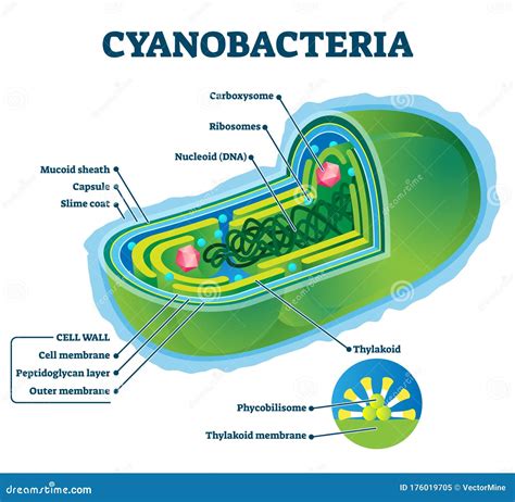 Cyanobacteria Vector Illustration. Labeled Bacteria Internal Structure ...