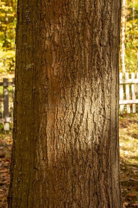 Northern Red Oak Quercus Rubra Tree Trunk. Red Oak Bark. Close Up Stock ...