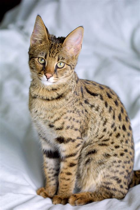 File:Savannah Cat portrait.jpg - Wikipedia