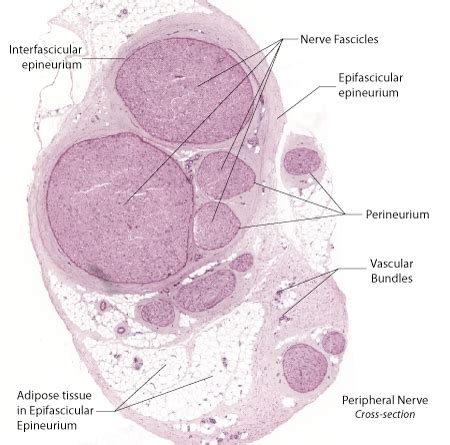 Peripheral Nerve Histology Cross Section