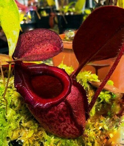 Nepenthes Rajah 🌱 EXTREMELY RARE NEPENTHES ⭐ MAGNIFICENT PITCHERS ⭐ ...