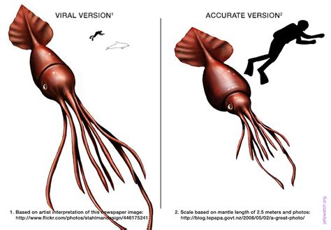 How Big Is A Colossal Squid Really? | Deep Sea News