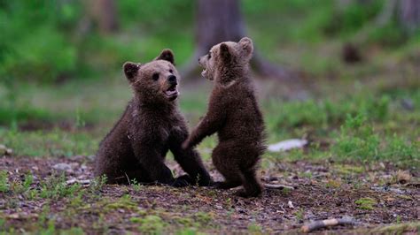 2 bear cubs spark small fire in Banning after climbing up power pole ...