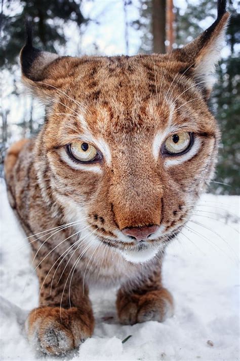 Beautiful bobcat eyes : pics