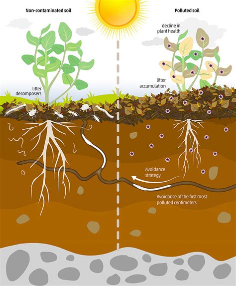 Effects Of Soil Pollution On Growth Of Plants