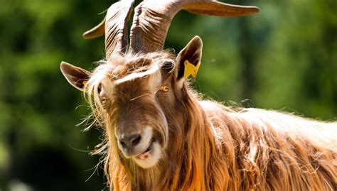 25 Long-Haired Goat Breeds - The Happy Chicken Coop