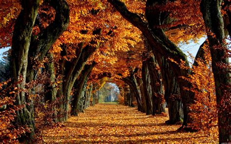 Autumn Trees HD Wallpapers - Top Free Autumn Trees HD Backgrounds ...