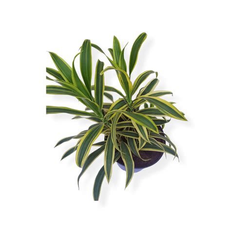 Buy Song of India Plant Online | TheBaghstore - All Indoor Plants