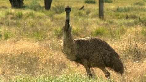 Elegant N Emus De