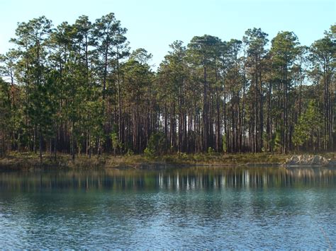 Apalachicola National Forest | Natural Atlas