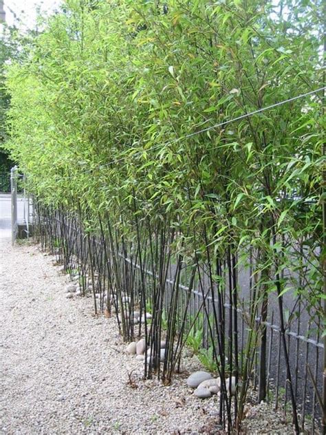 20 Spectacular Landscaping Ideas with Bamboo