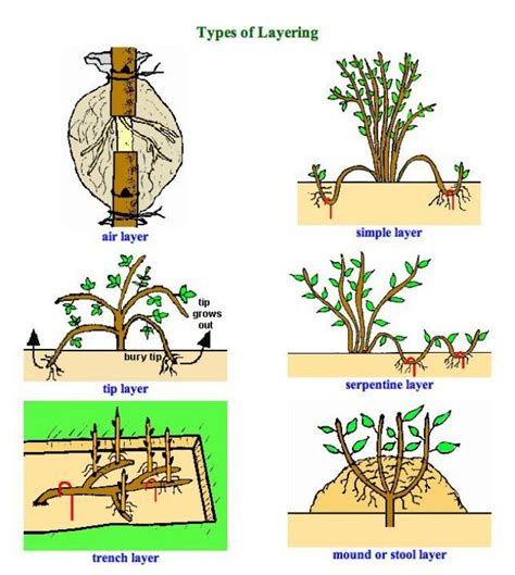 Layering | Propagating plants, Plants, Bonsai plants