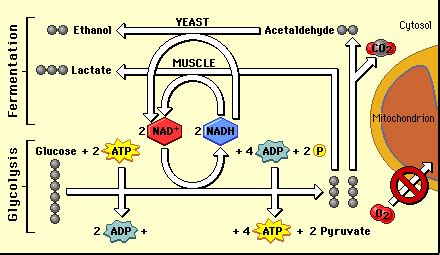 5.10: Fermentation - Biology LibreTexts