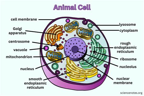 Animal Cell - Diagram, Organelles, and Characteristics