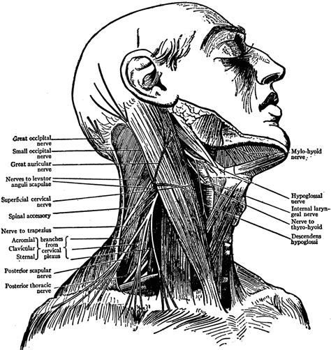 Neck, Nerves of | ClipArt ETC