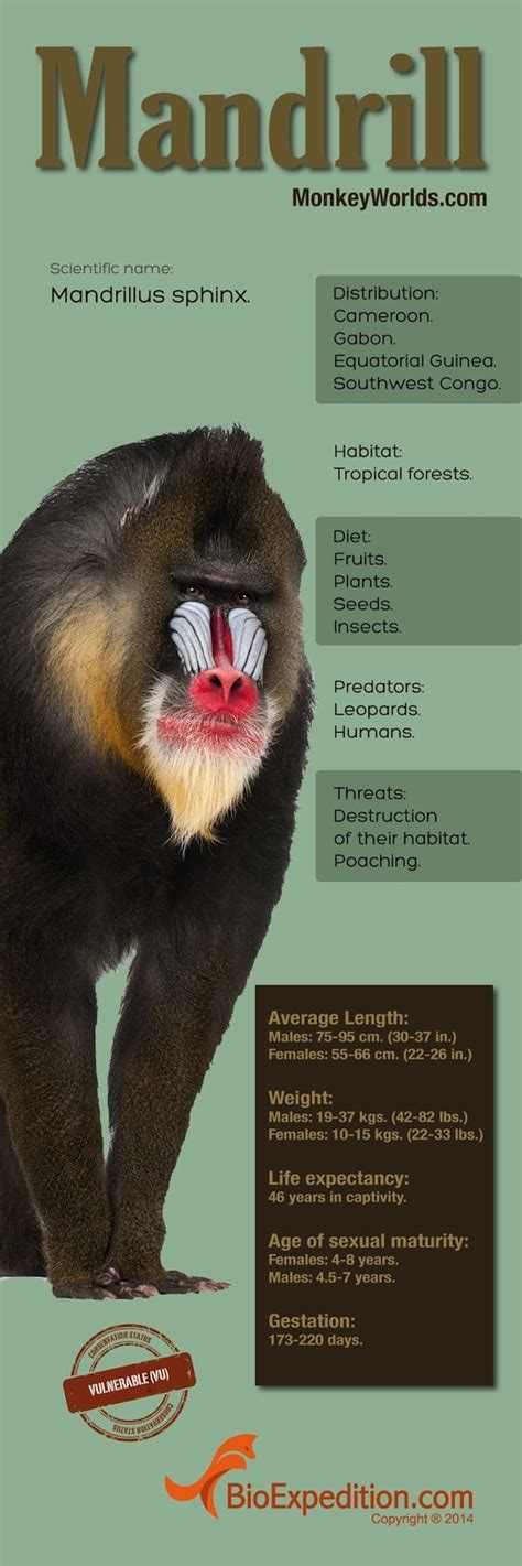 Mandrill Infographic - Monkey Facts and Information