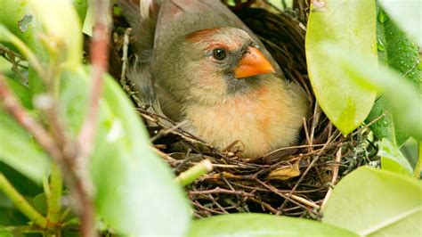 All About a Cardinal Nest and Nesting Habits - Birds and Blooms