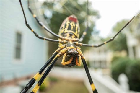 Everything You Need To Know About The Joro Spider | Lookout Pest Control