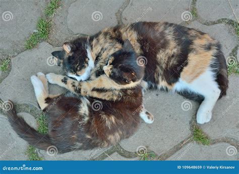 Two sleeping cats 2 stock image. Image of details, fluffy - 109648659