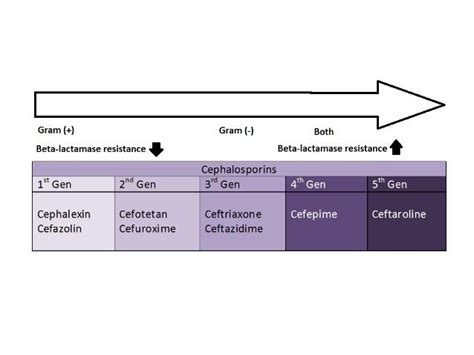 Beta lactam antibiotic cephalosporin