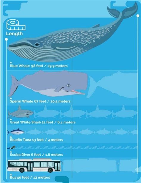 Blue Whale Size Comparison | Blue whale size comparison, Blue whale ...