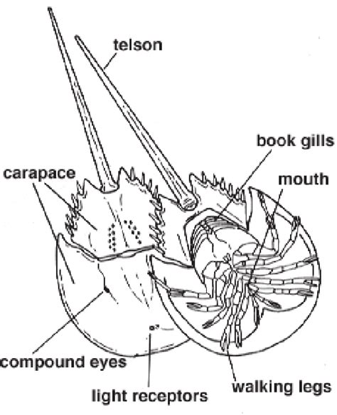 The anatomy of a horseshoe crab (Courtesy of Enchanted Learning). (c ...