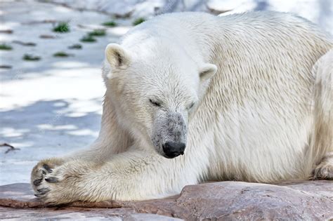 Premium Photo | Old polar white bear in his natural habitat.