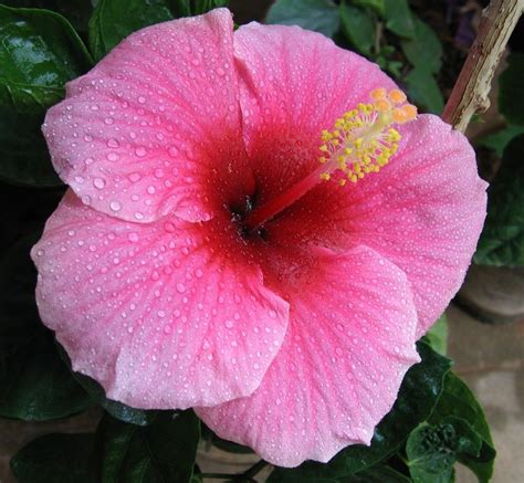 Garden Answers - Plant Identification App | Hibiscus plant, Hibiscus ...