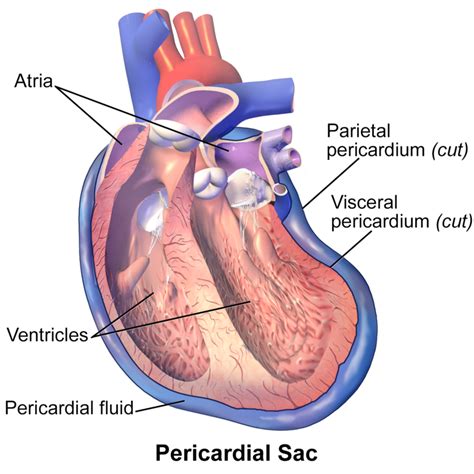 Difference Between Visceral and Parietal Pericardium | Compare the ...