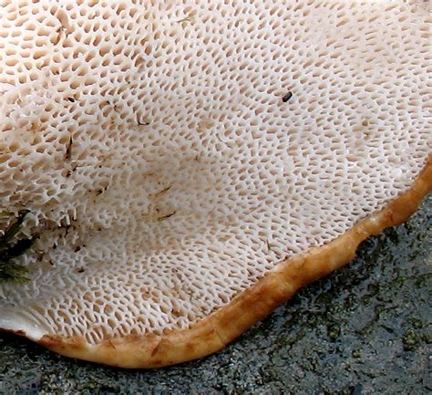 Dryad's Saddle, Pheasant Back Mushroom, Hawks Wing (Polyporus squamosus ...