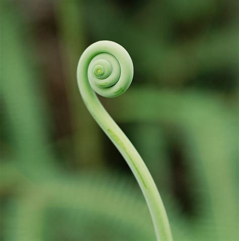 What Is a Fiddlehead Fern? | Taste of Home