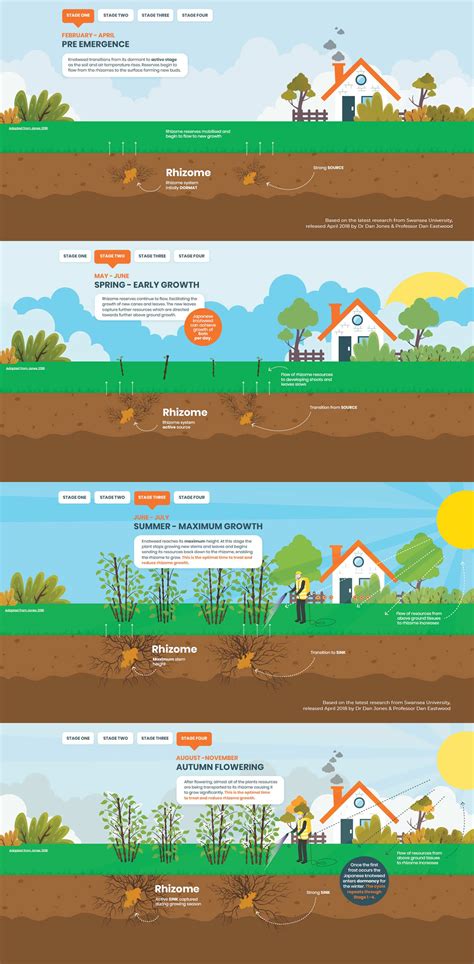 Japanese Knotweed removal infographic - 4 stages explained