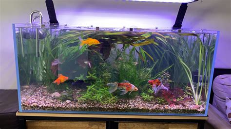 Combien De Poissons Rouges Dans Un Aquarium De 40 Litres | AUTOMASITES