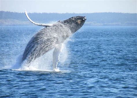 Anacortes Whale Watching Tours - Anacortes Whale Watching Tours