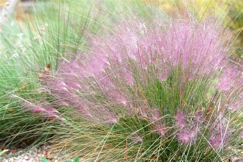 How to Grow and Care for Pink Muhly Grass