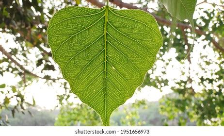 2,774 Peepal Leaf Images, Stock Photos & Vectors | Shutterstock