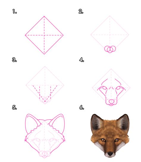 How to Draw Animals: Foxes