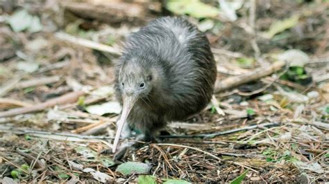 🐋 Kiwi bird and humpback whale no longer endangered animals