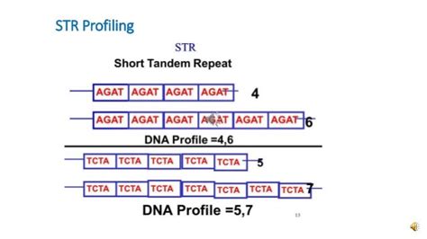 short tandem repeats profile